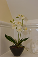 Flowers in the bathrooms